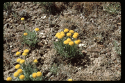 basin rayless daisy, rayless fleabane (Erigeron concinnus var. aphanactis)
